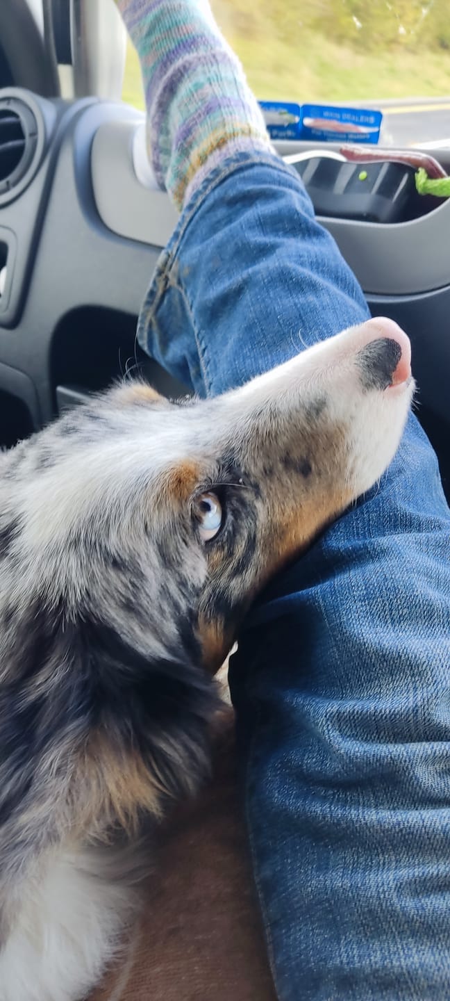 Customer photo review of Gps Dog Fence