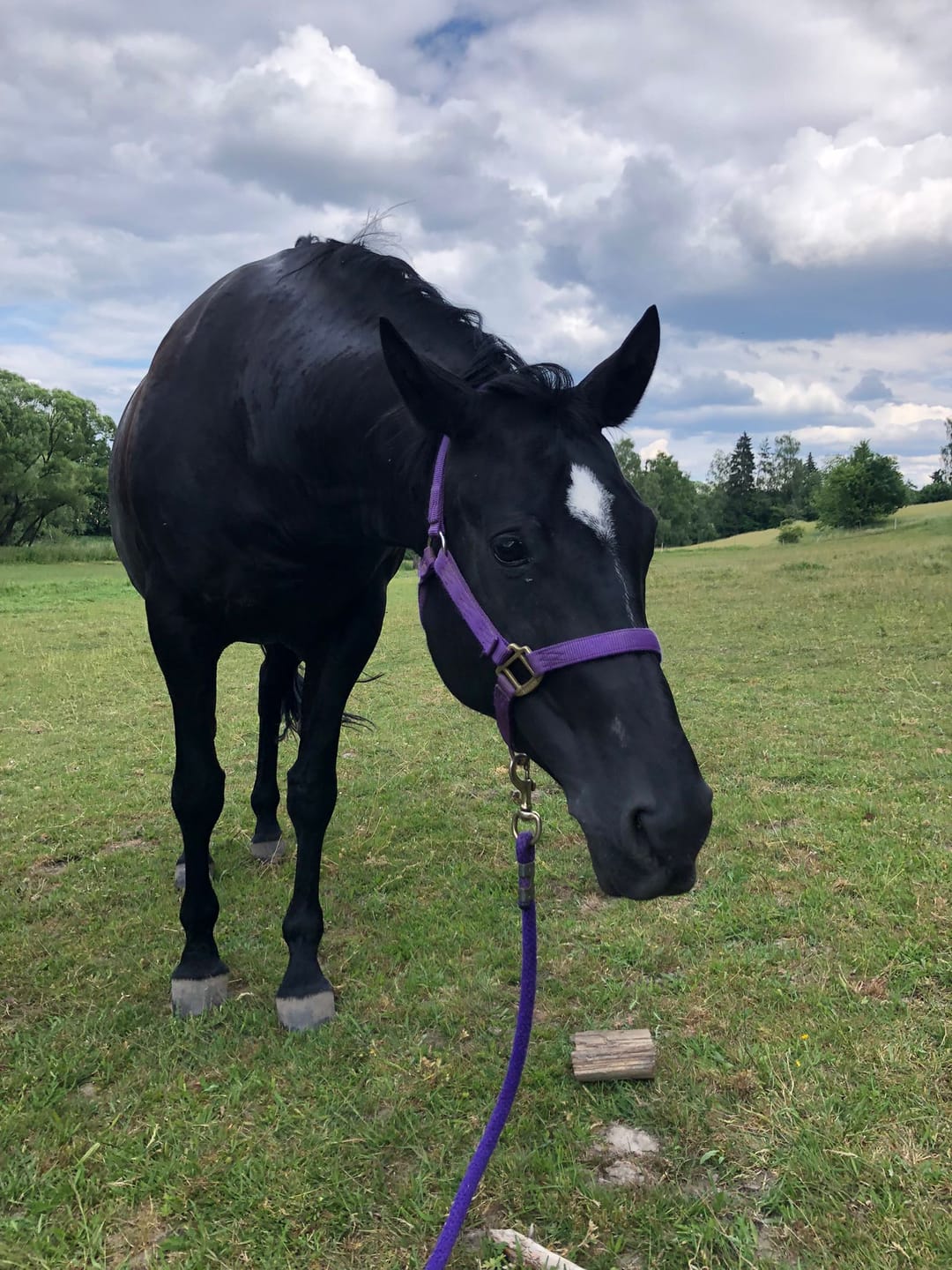 Customer photo review of Kristallkraft Brave Horse