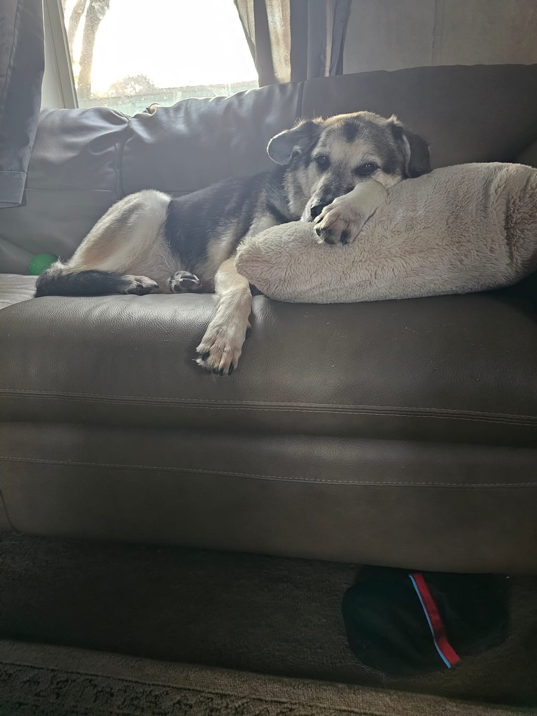 Customer photo review of 12 Inch Standard Braided Bully Stick