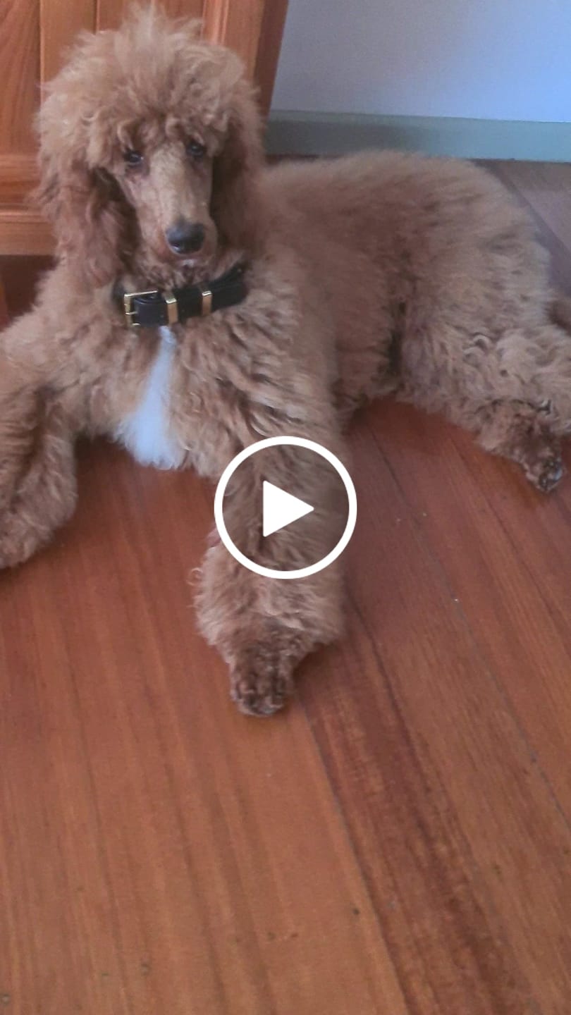 Customer video review of Hand Made Leather Dog Collar- RuffNeck Black & Brass (Regular Fit)
