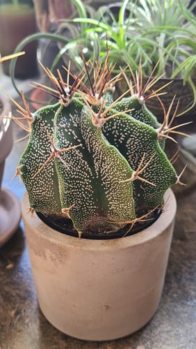 Customer photo review of Star Barrel Cactus | Astrophytum ornatum