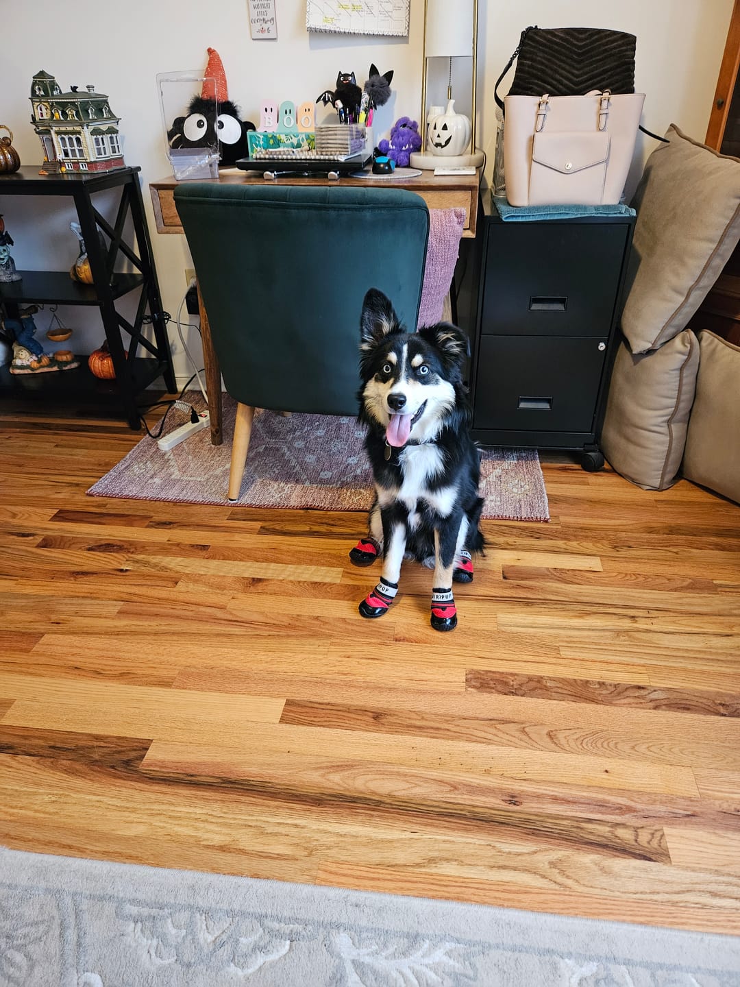 Customer photo review of AIR PUP SOCKS / BOOT LINERS