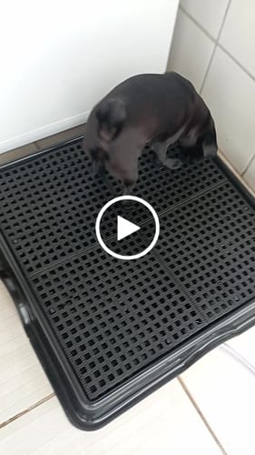 Customer video review of Weasy Cão