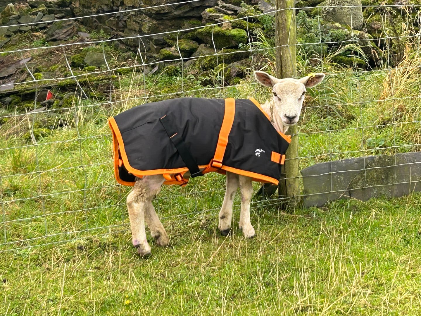 Customer photo review of Sheep Coat | Waterproof