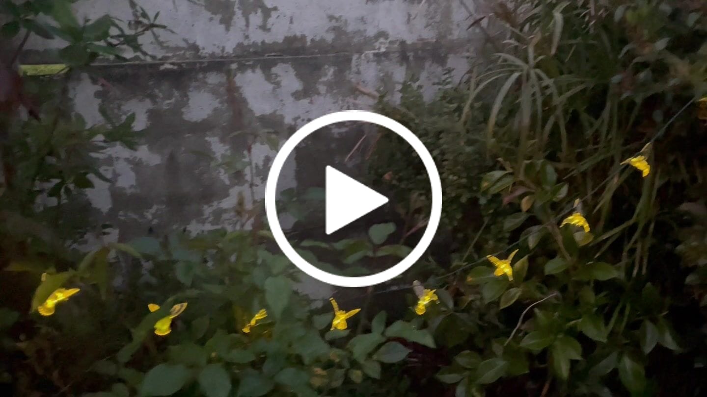 Customer video review of Colibrís Solares - IP65 Luz Cálida/Colores Largo 5 m
