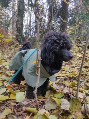Customer photo review of Visibility Winter Jacket Green for Dogs