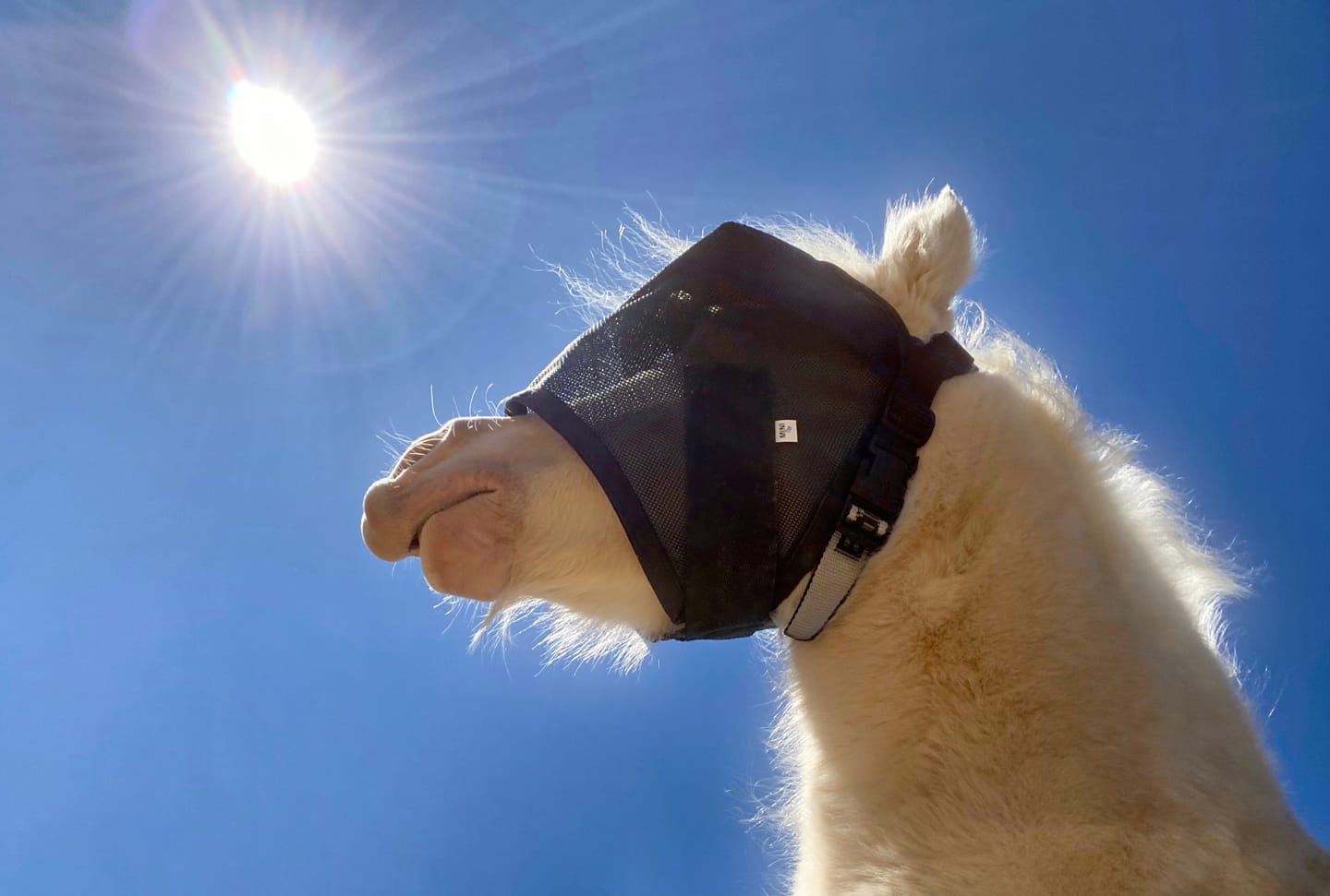 Customer photo review of EquiVizor Fly Mask - Standard