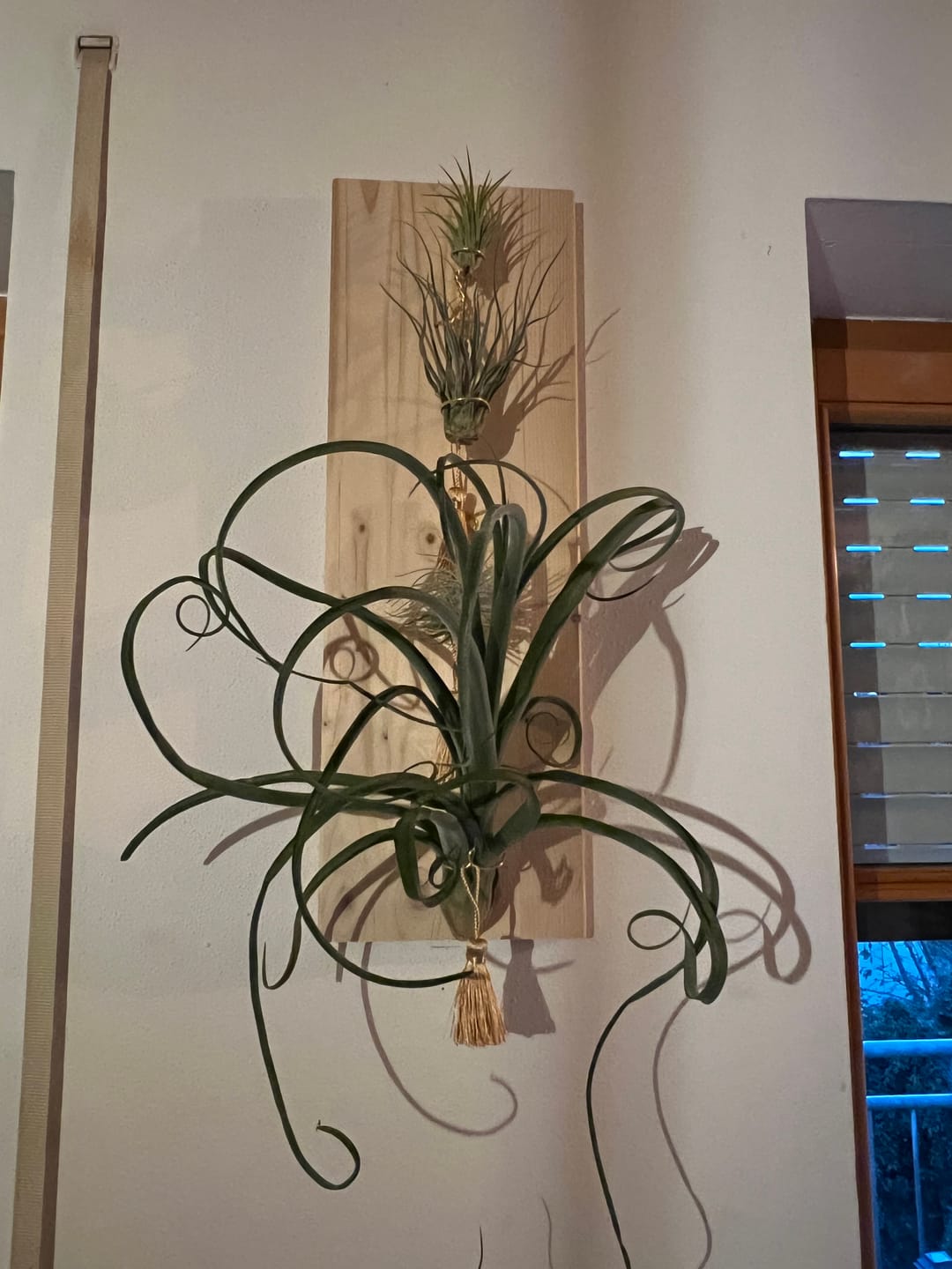 Customer photo review of Tillandsia tectorum "snow"