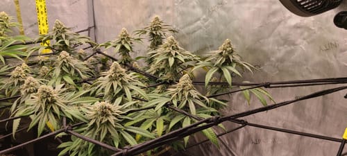 Customer photo review of Drops of Balance 8 oz Solution