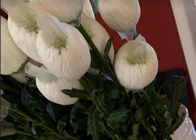 Customer photo review of White "Football" Mum