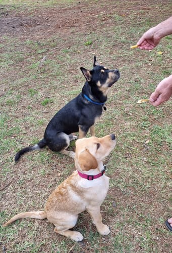 Customer photo review of Aussie Beef Tendons (Large Dogs)