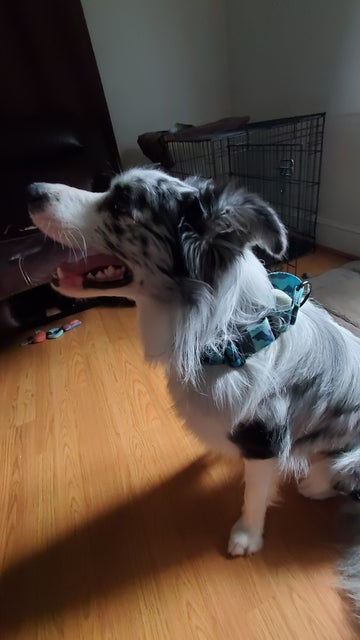 Customer photo review of Igor Martingale Collar
