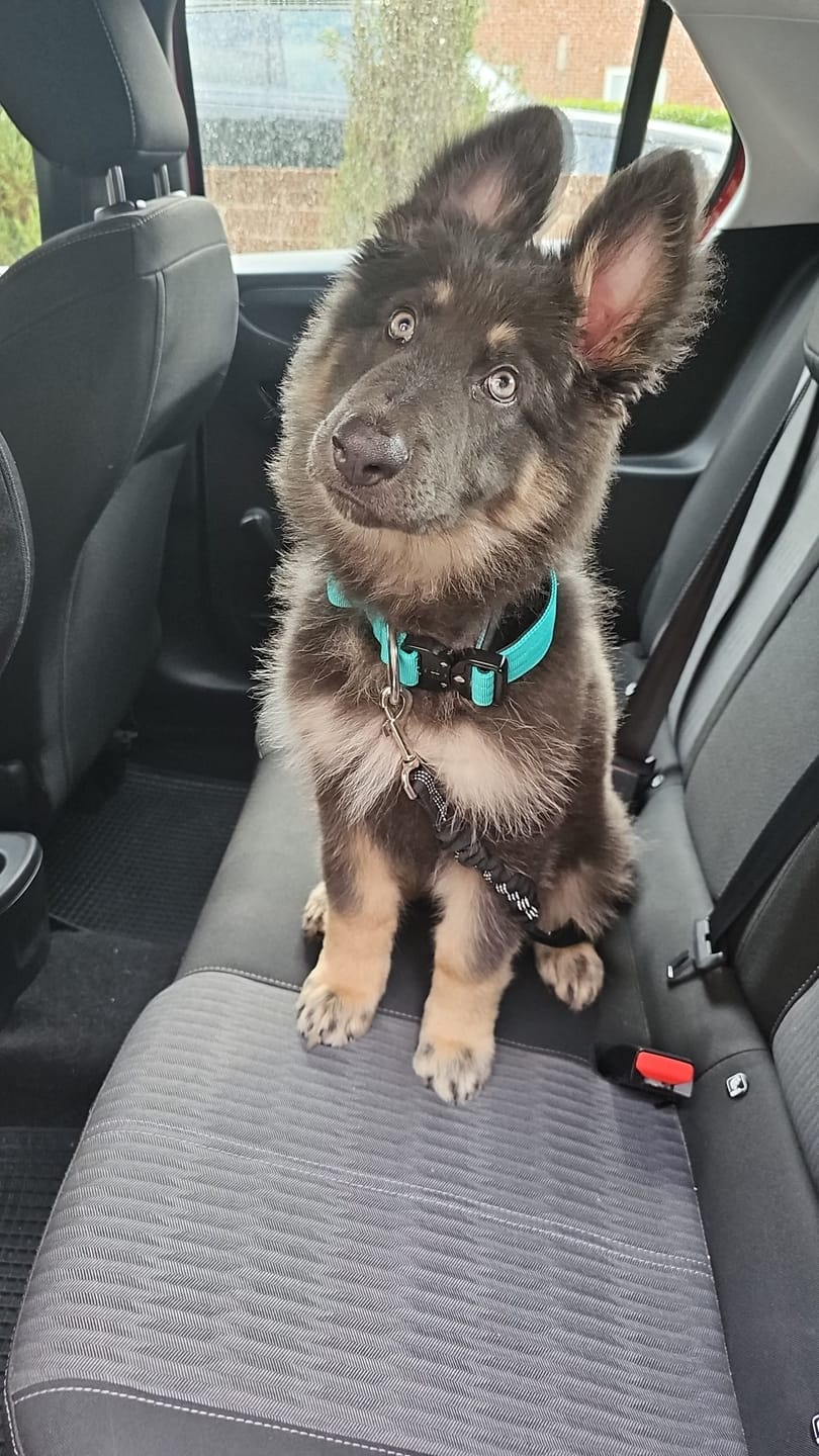 Customer photo review of 4cm Combat® Collar | With Handle & Rated Clip - Turquoise v2.0