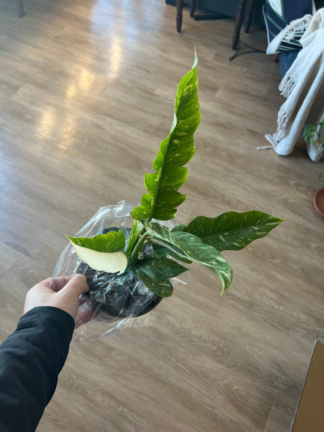 Customer photo review of Philodendron Ring of Fire Variegated