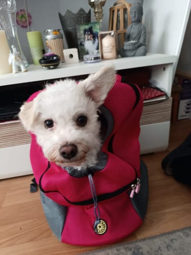 Customer photo review of Dog-Pack© - Der perfekte Hunderucksack
