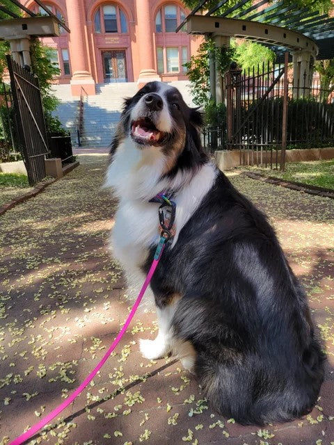 Customer photo review of Astromutt Martingale Collar