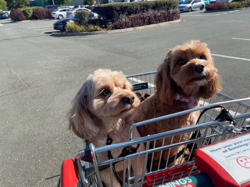 Customer photo review of Priority Processing - Jump the queue!