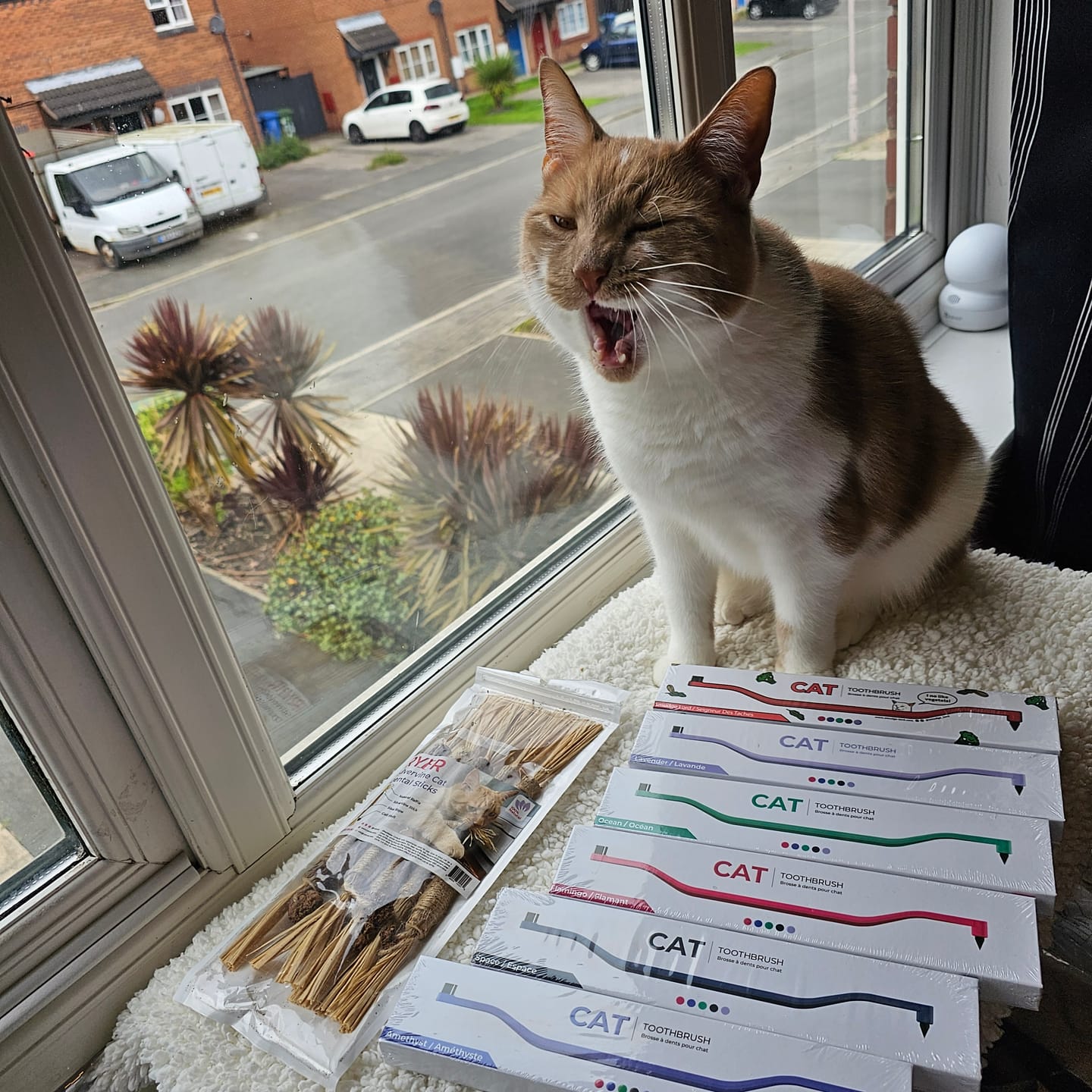 Customer photo review of RYERCAT Dual Sided Cat Toothbrush