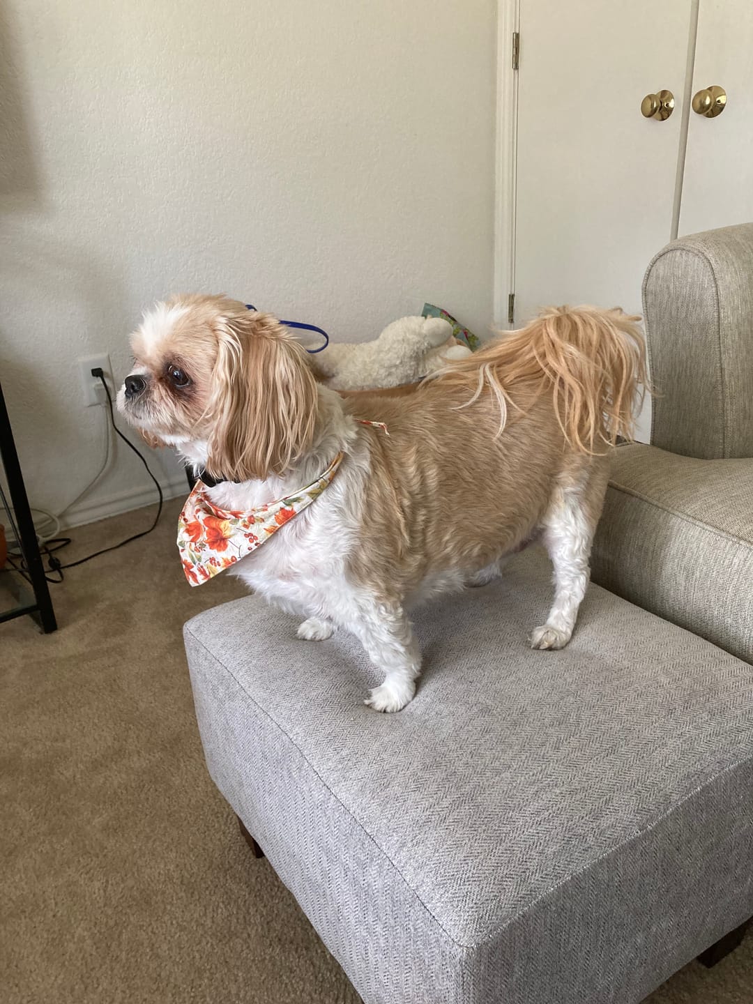 Customer photo review of Healthy Skin for Dogs - Dog Dermatitis, Skin Allergy & Dog Scabs Remedy