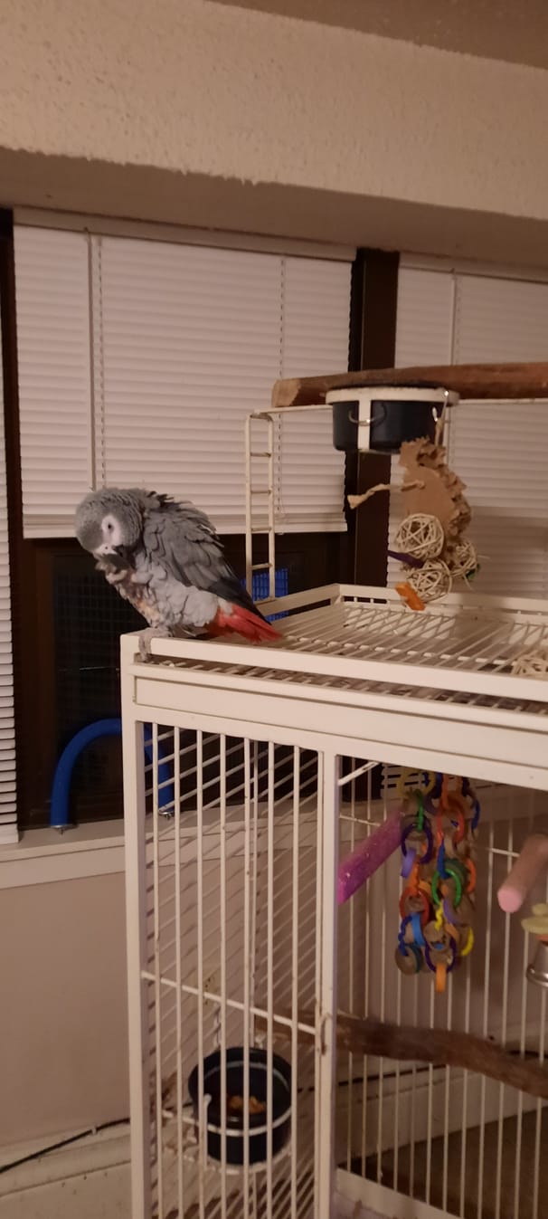 Customer photo review of Paddle Ball - Single Size - by Cheep Thrills Bird Toys
