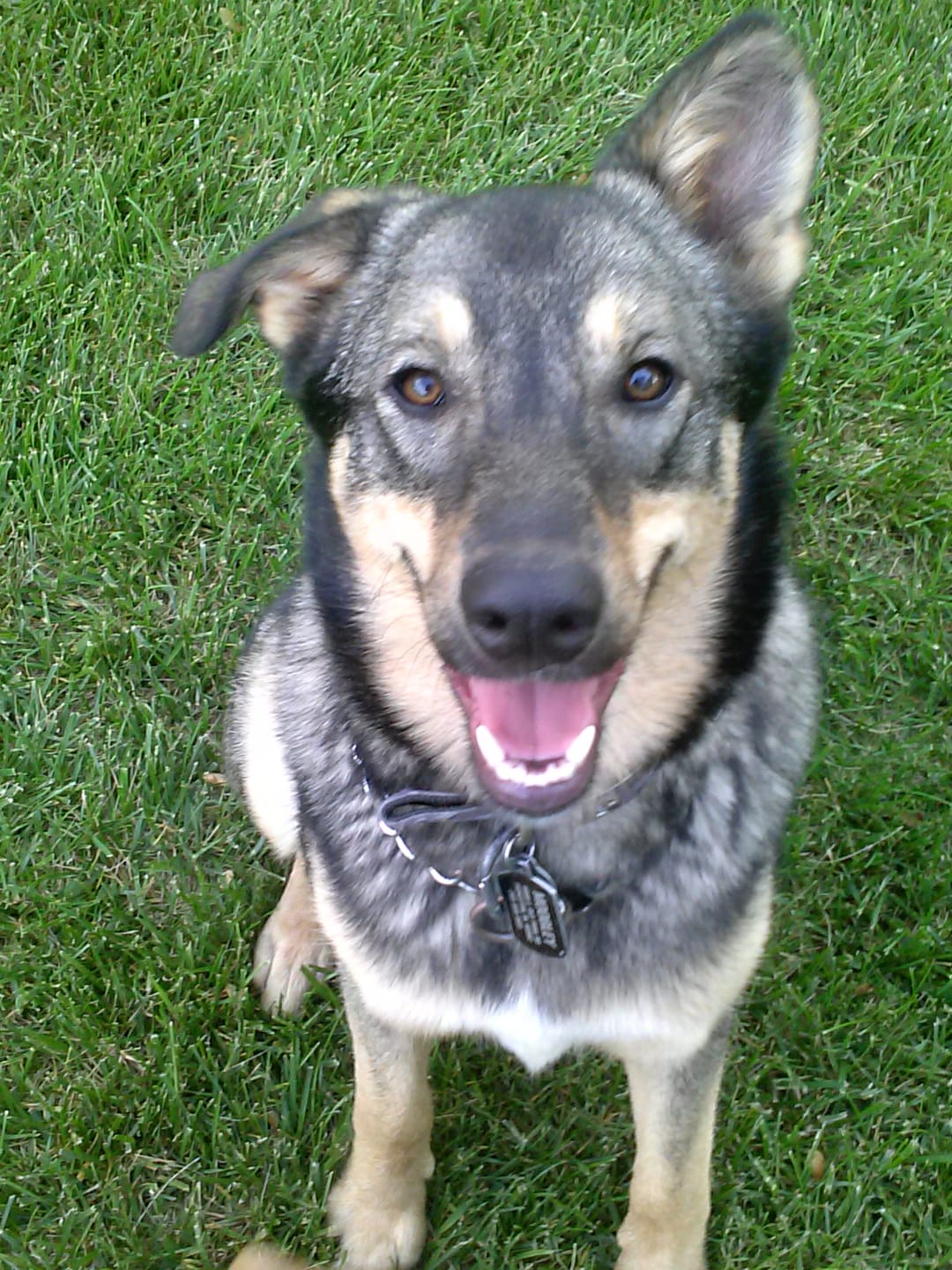 Customer photo review of WALK-EASY® Joint and Hip Pain Relief for Dogs and Cats - Helps Arthritis, Torn Ligament and Other Joint Conditions
