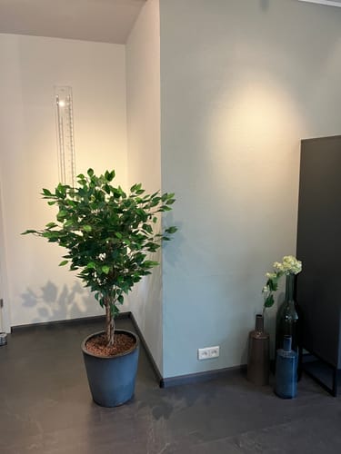 Customer photo review of Kunst Ficus 130cm