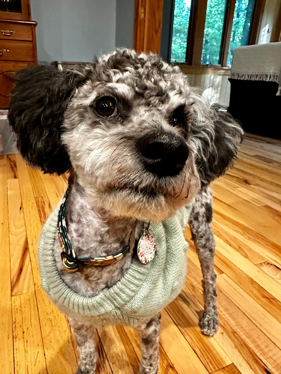 Customer photo review of NOOM: Artist Series Collar
