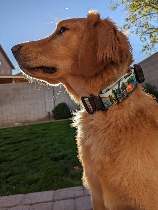 Customer photo review of Wolf Peak Martingale Collar