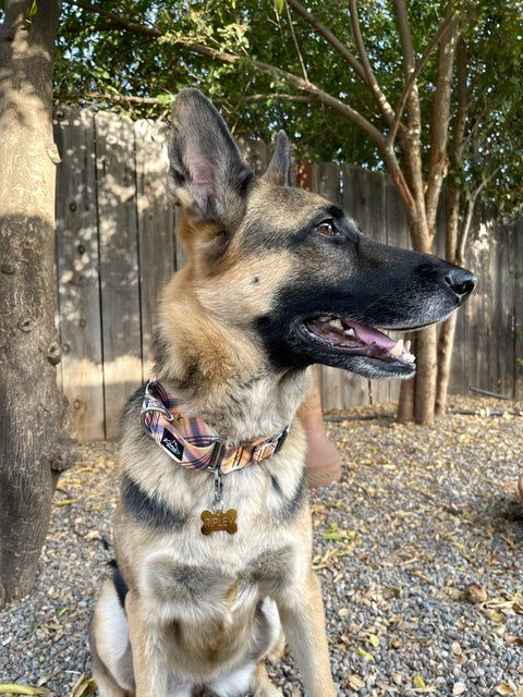 Customer photo review of Preppy Puppy Martingale Collar