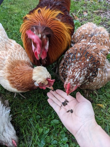 Customer photo review of BSF Larven - getrocknete Soldatenfliegenlarven