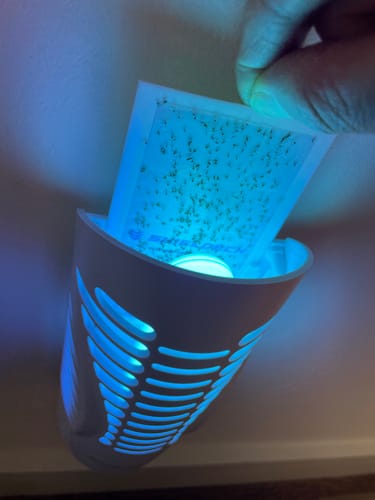 Customer photo review of Shieldeck® BuzzTrap - Plug-In Indoor Insect Smart UV Trap