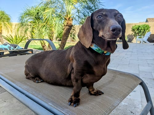 Customer photo review of The Tropics Buckle Collar