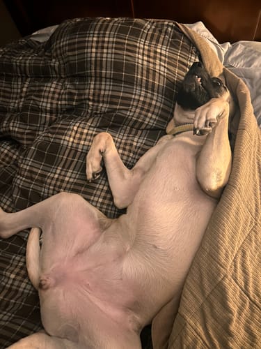 Customer photo review of Large Wild Salmon CBD Oil - 1,400 MG : 4 OZ : Healthy Hips & Joints Care Formula CBD for dogs and cats