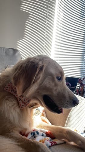 Customer photo review of Cider Autumn Leaves Bow Tie for Dog Collar or Cat Collar