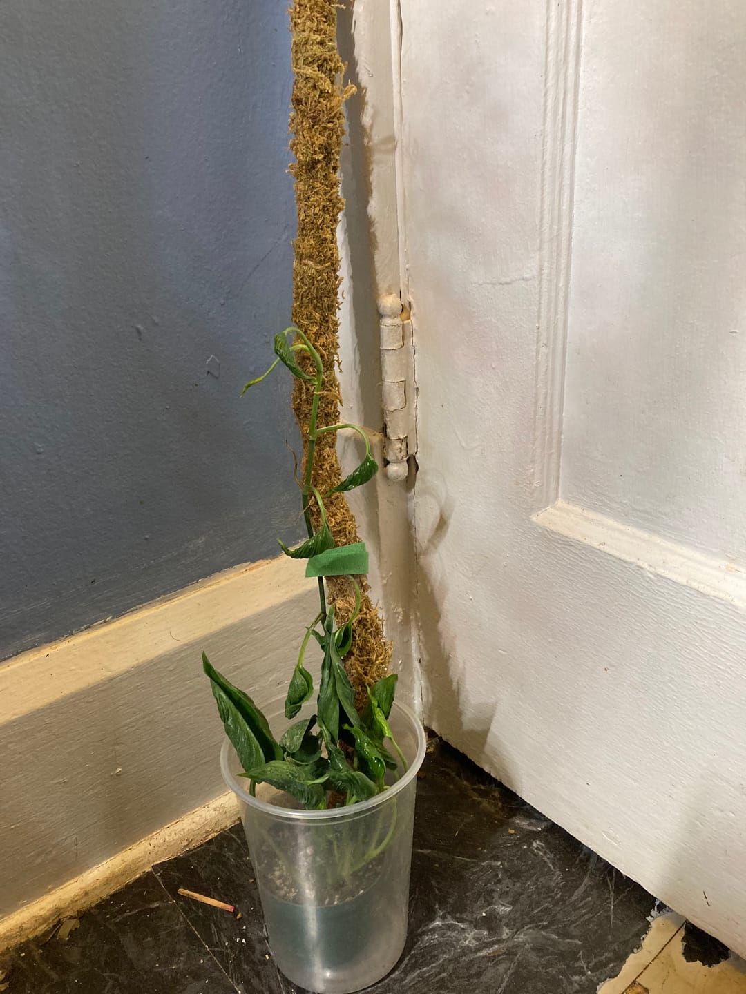 Customer photo review of Pothos Epipremnum aureum 'Shangri Ooh La La'
