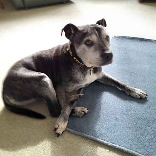 Customer photo review of Staffordshire Bull Terrier Collars