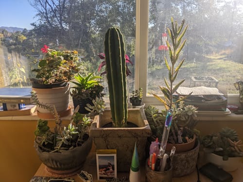 Customer photo review of Imperfect San Pedro Cactus Cuttings | Echinopsis (Trichocereus) pachanoi Cuttings