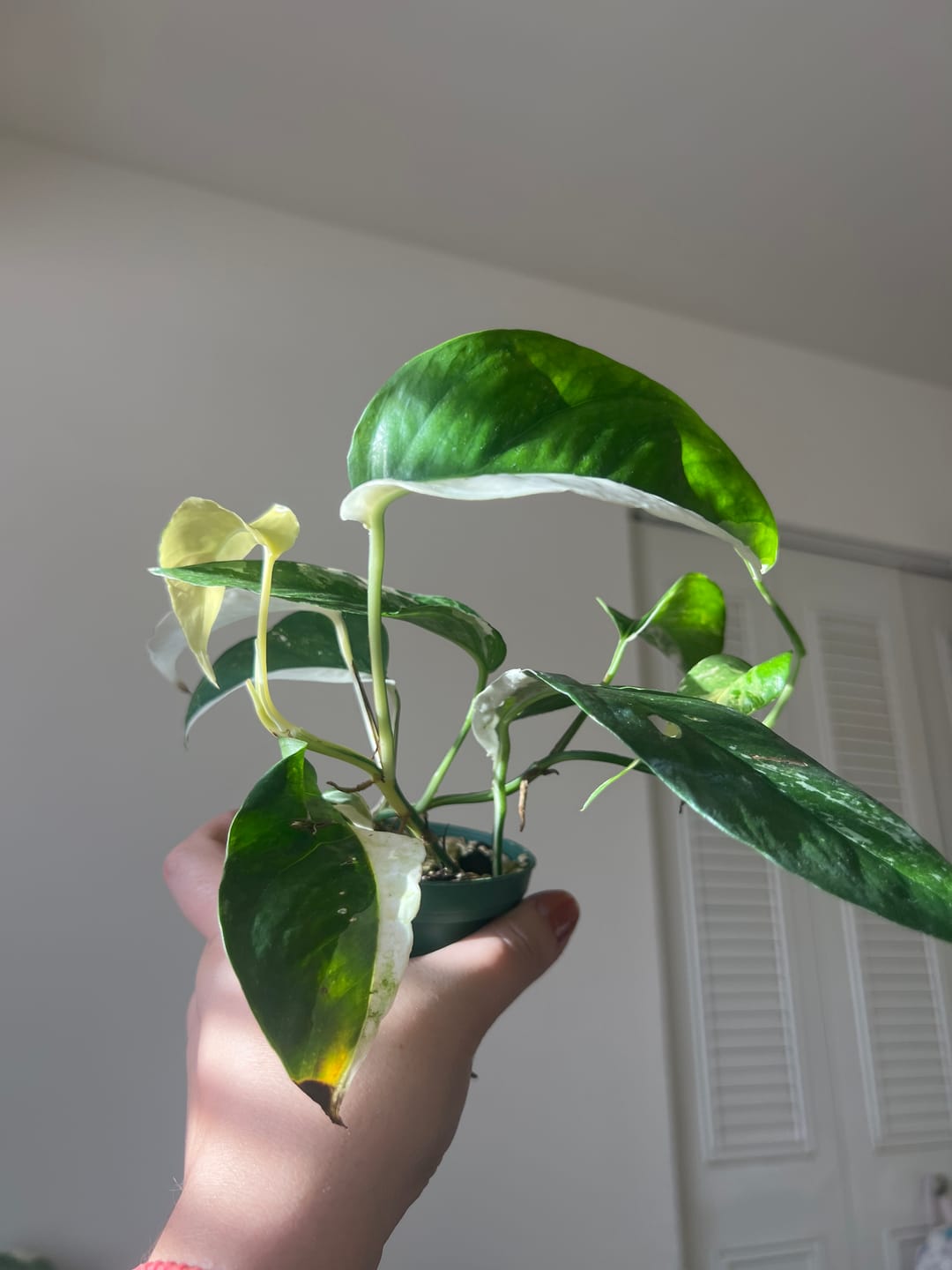 Customer photo review of Pothos Epipremnum pinnatum albo variegata