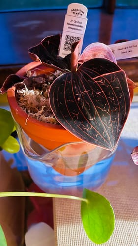 Customer photo review of Ceramic Self-watering Pot Planter - Set of 1