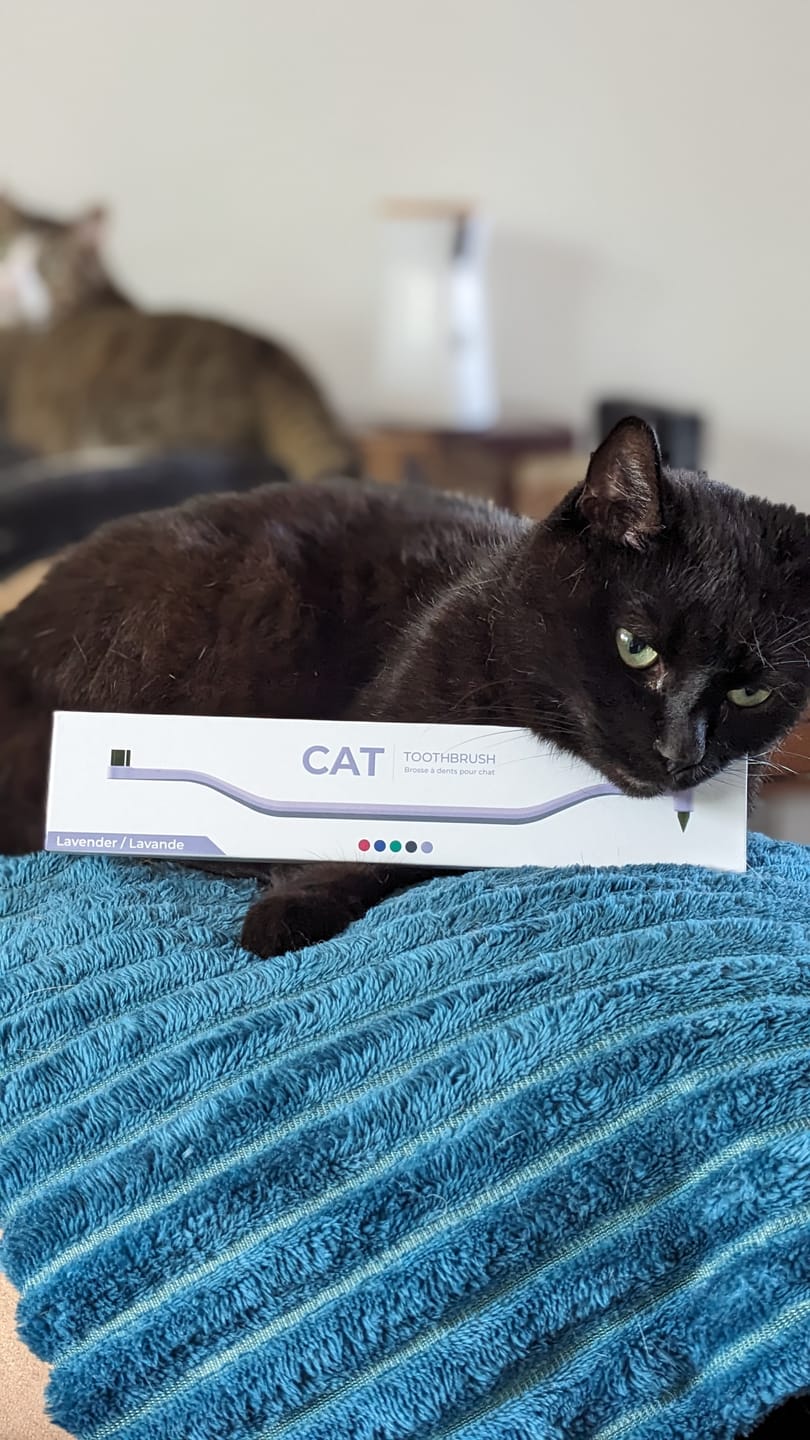 Customer photo review of RYERCAT Dual Sided Cat Toothbrush