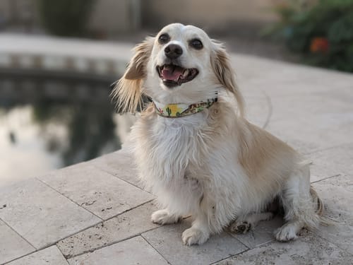 Customer photo review of Desert Dreams Buckle Collar