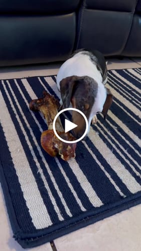 Customer video review of Splinter-Free Ostrich Hip Bone. Long-lasting, Natural Dog Gnaw Treat by Savannah Pet Food