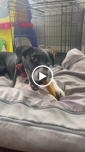 Customer video review of LARGE YAKS / Best for dogs under 55 lbs