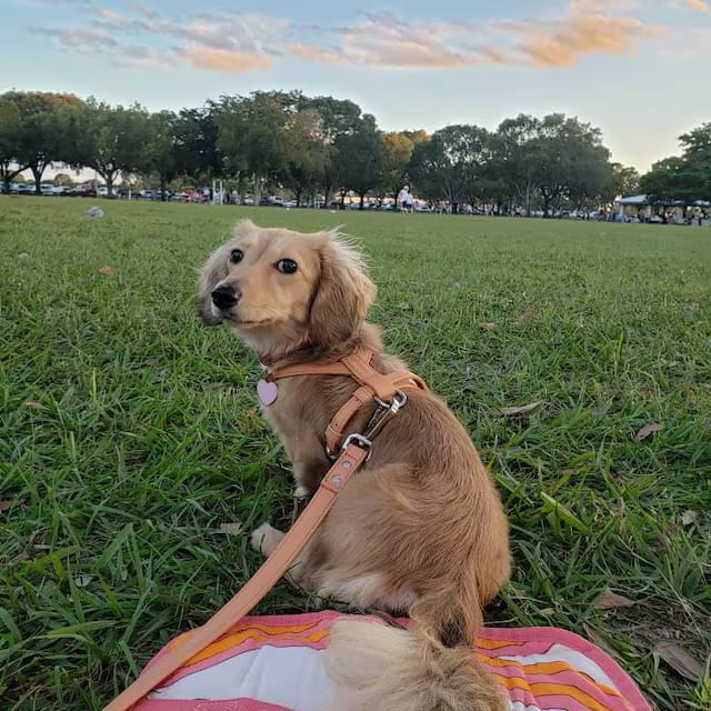 Customer photo review of HARNESS - Peach