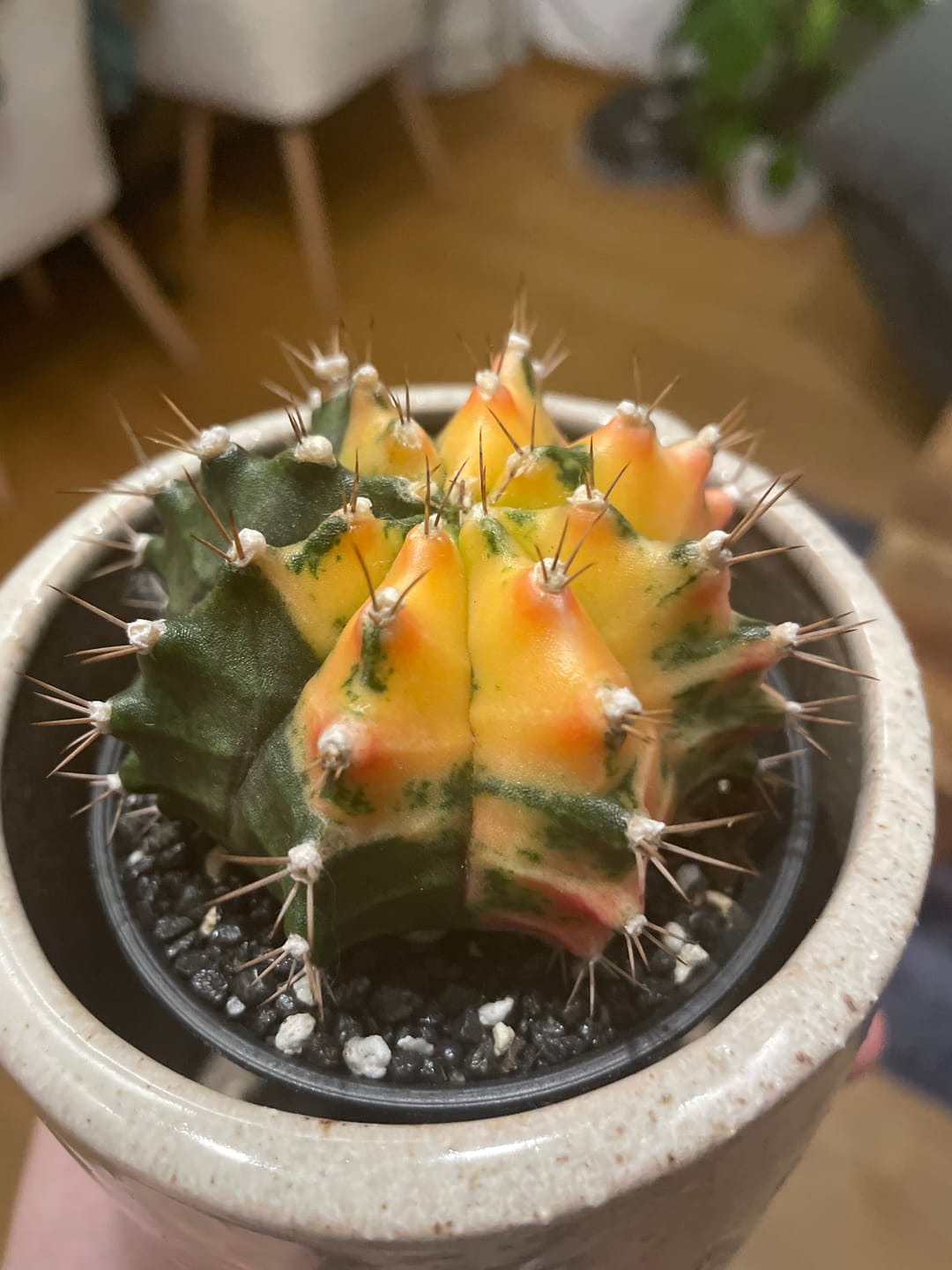 Customer photo review of Gymnocalycium Mihanovichii Variegata (Kaktus)
