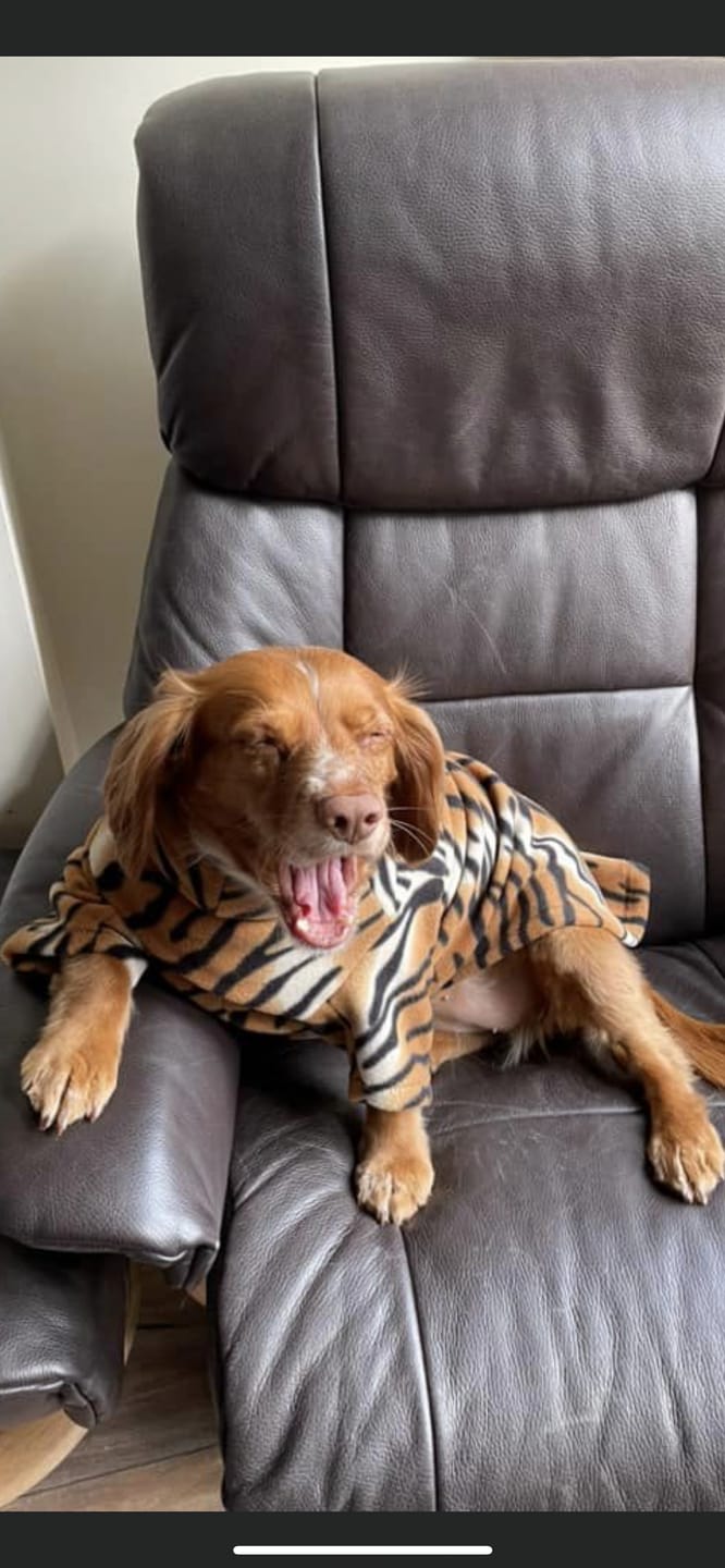 Customer photo review of Tiger Anti Pill Polar Fleece Fabric