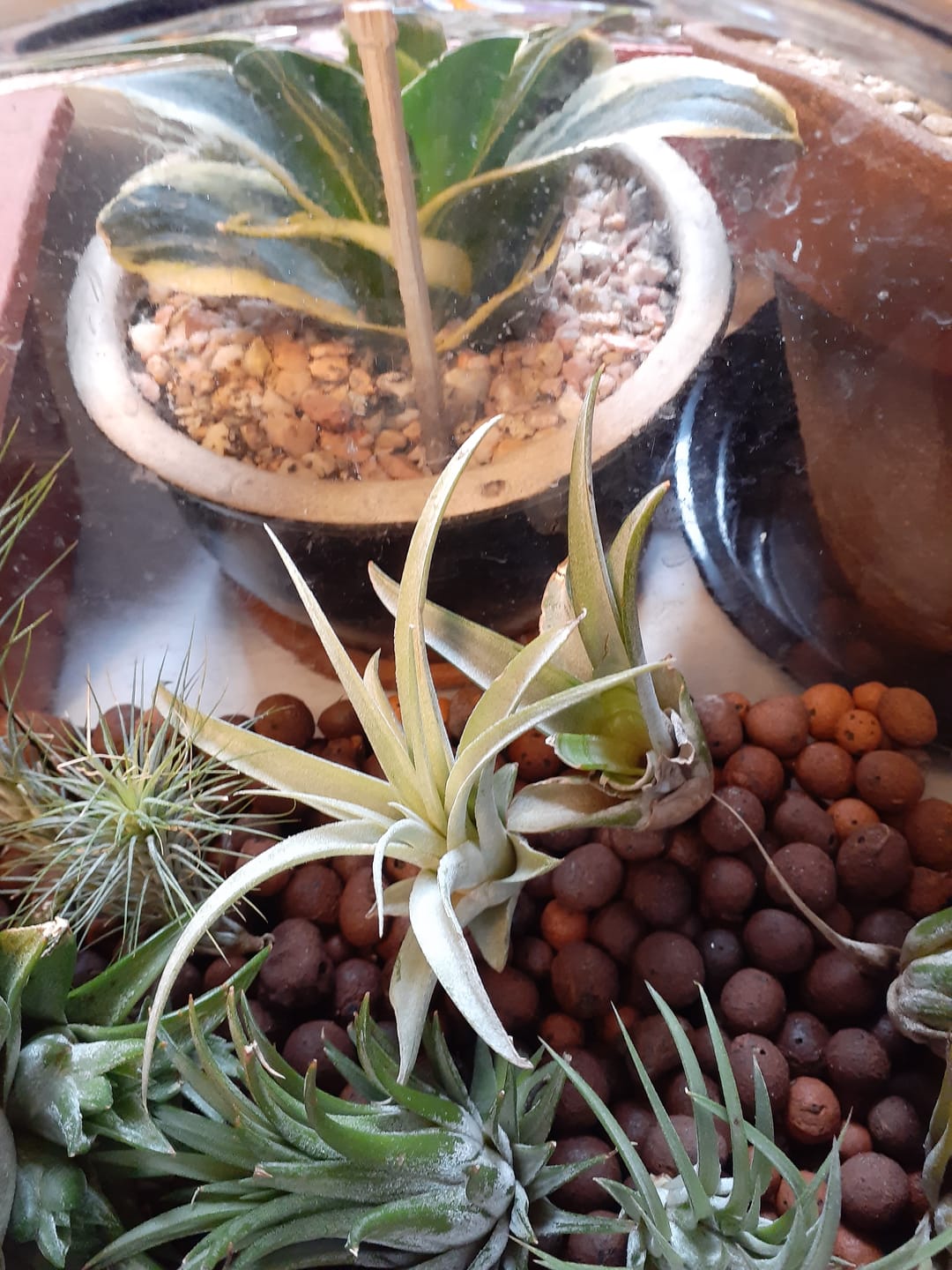Customer photo review of Capitata  Peach  (Easy Care)
