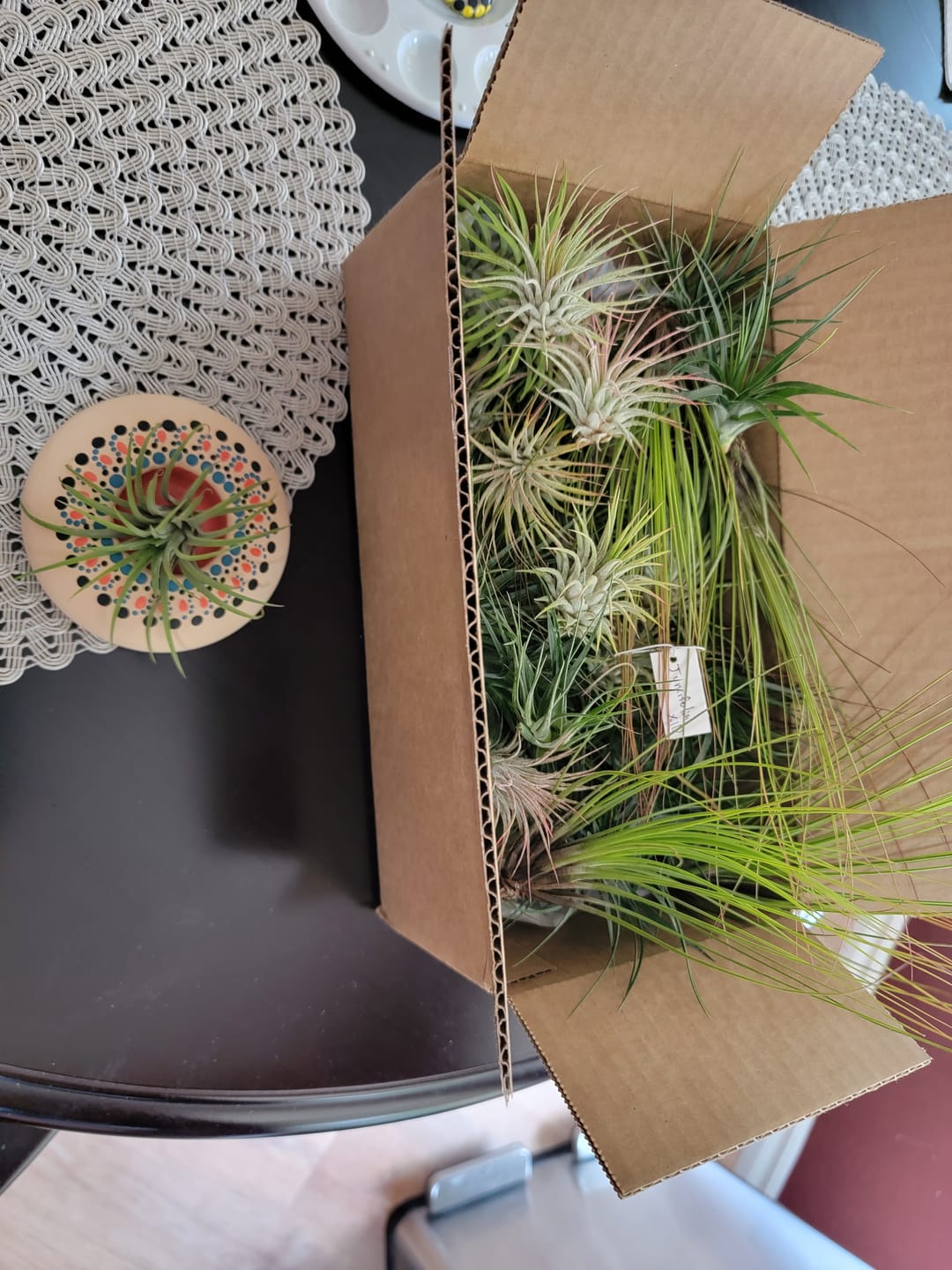 Customer photo review of Wholesale Ionantha Guatemala Medium  (Minimum Order 10)