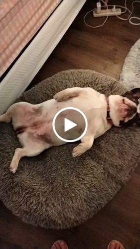 Customer video review of Manuka Balm Distraction Treat Bundle