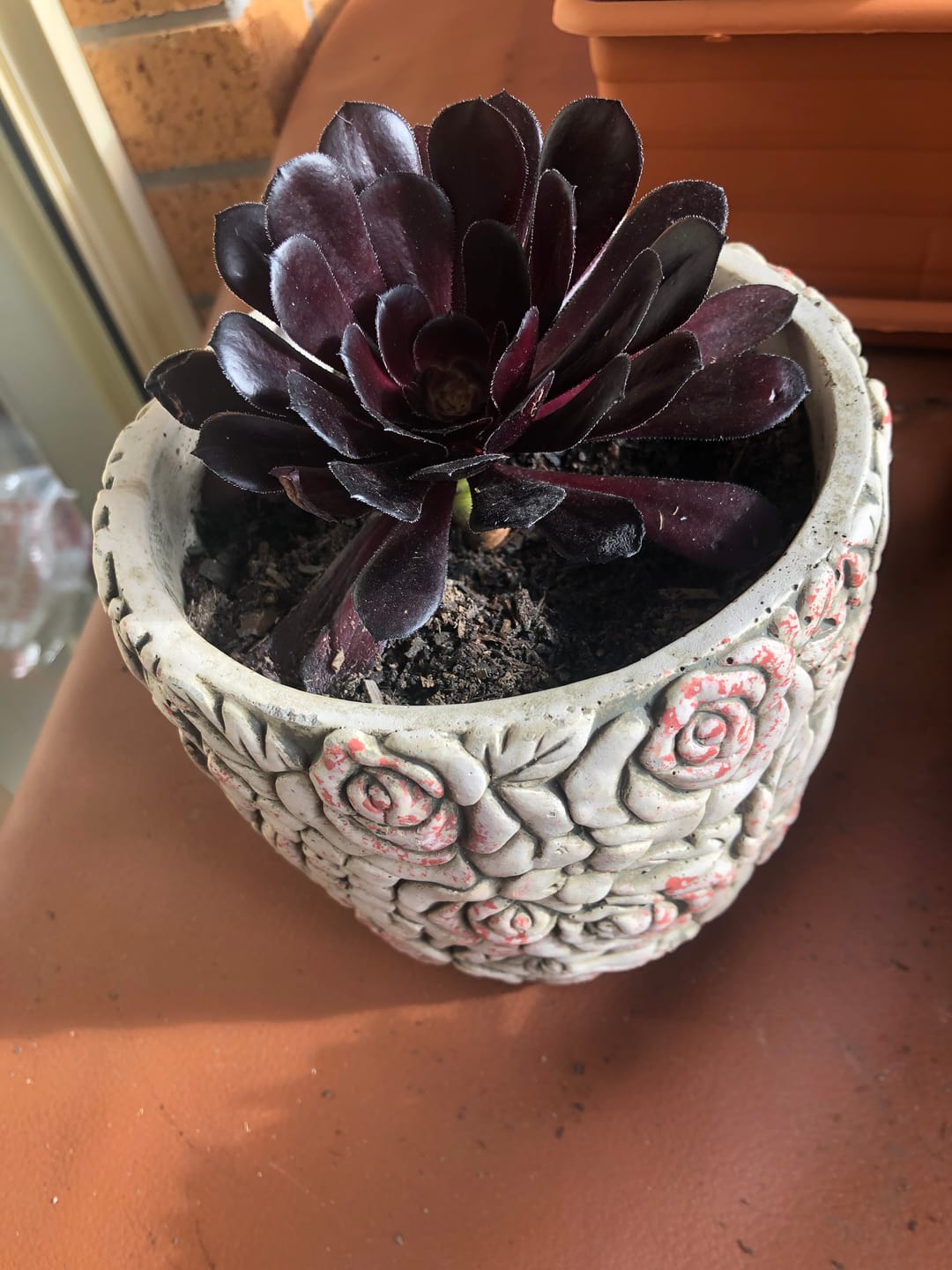Customer photo review of Aeonium ‘Zwartkop’ - Cutting